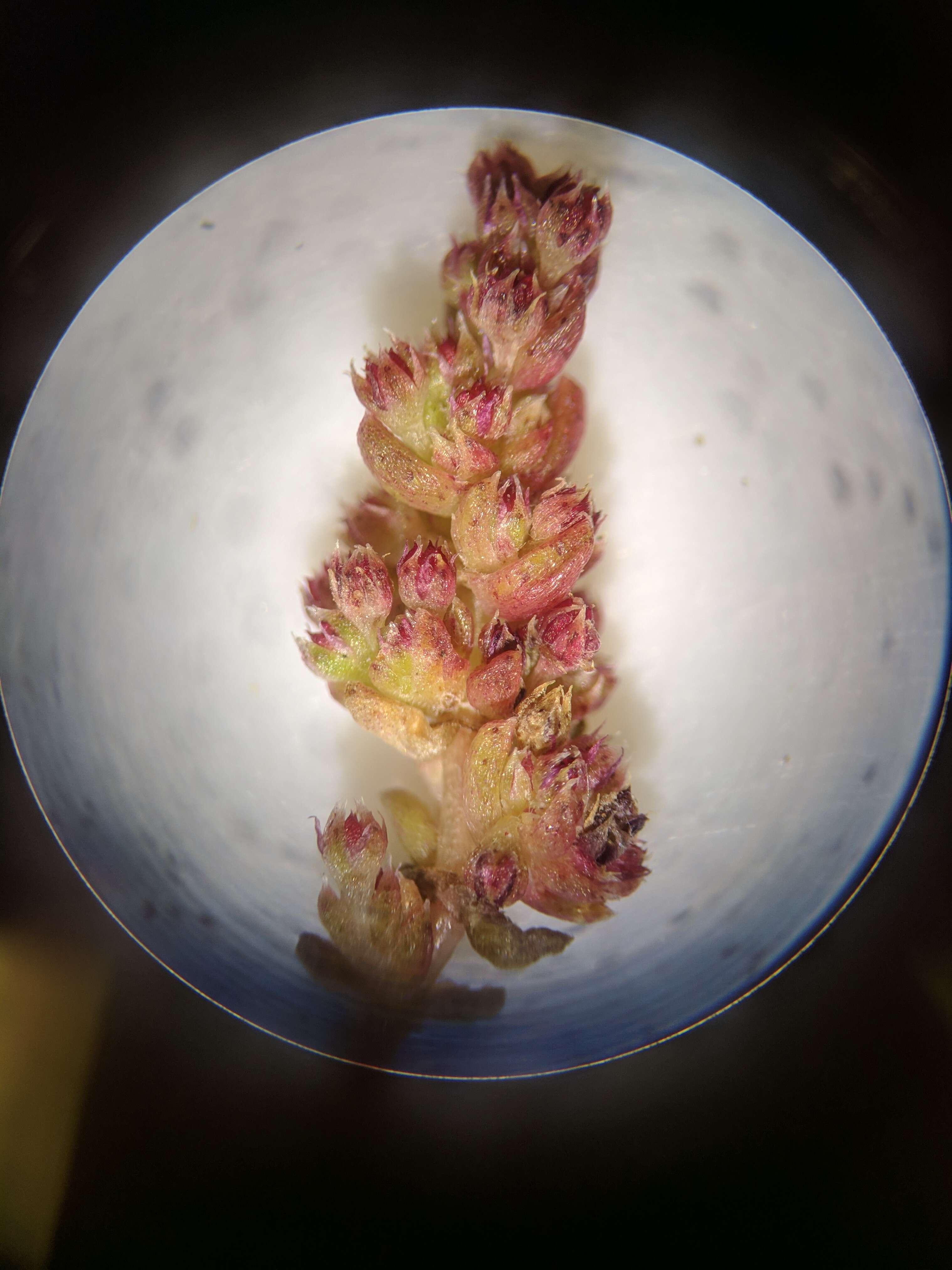 Image of sand pygmyweed