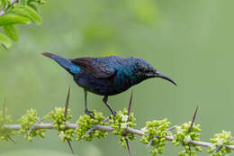 Image of Purple Sunbird