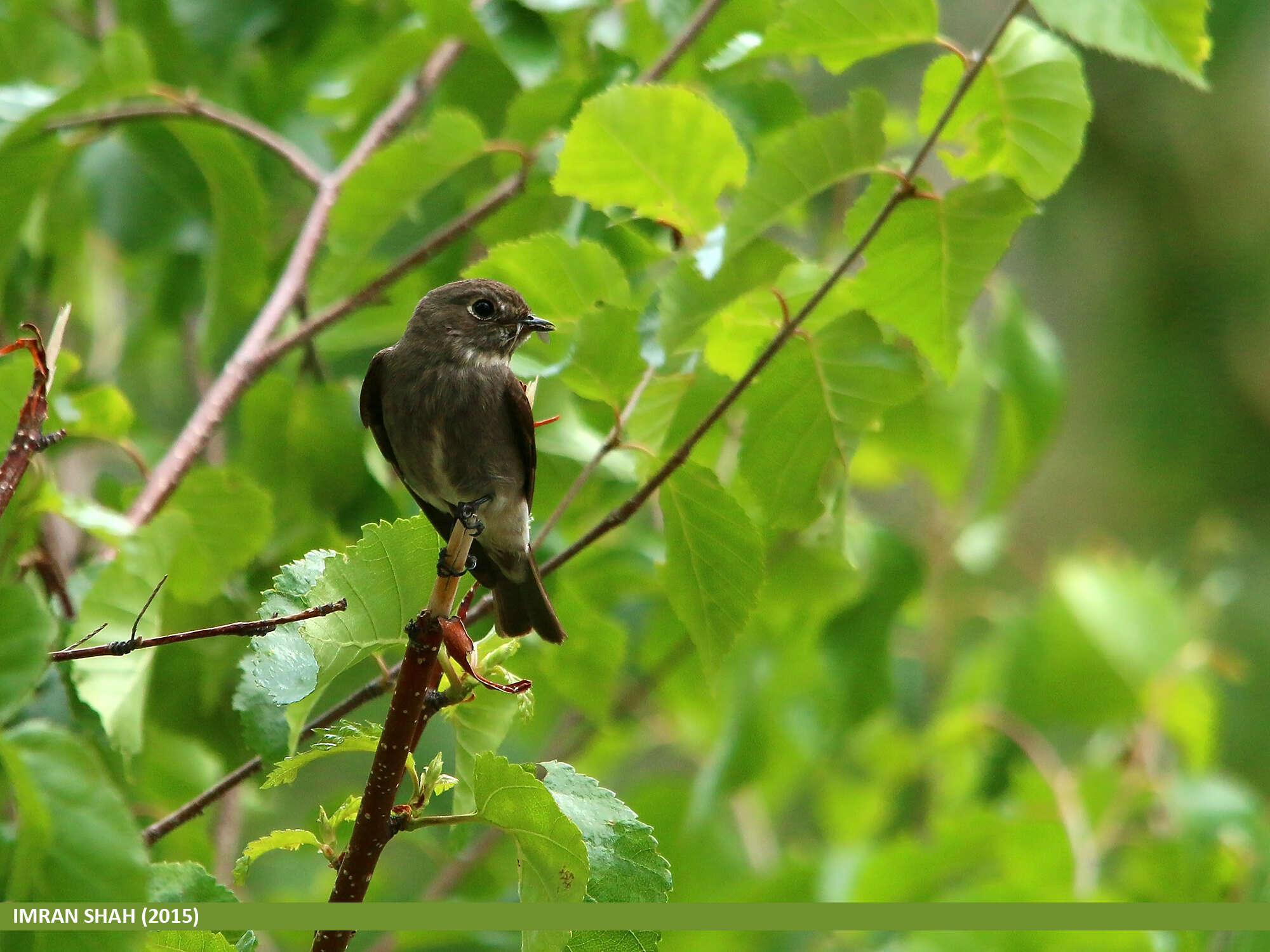 Image of Dark-sided Flycatcher