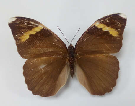 Euphaedra losinga Hewitson 1864 resmi