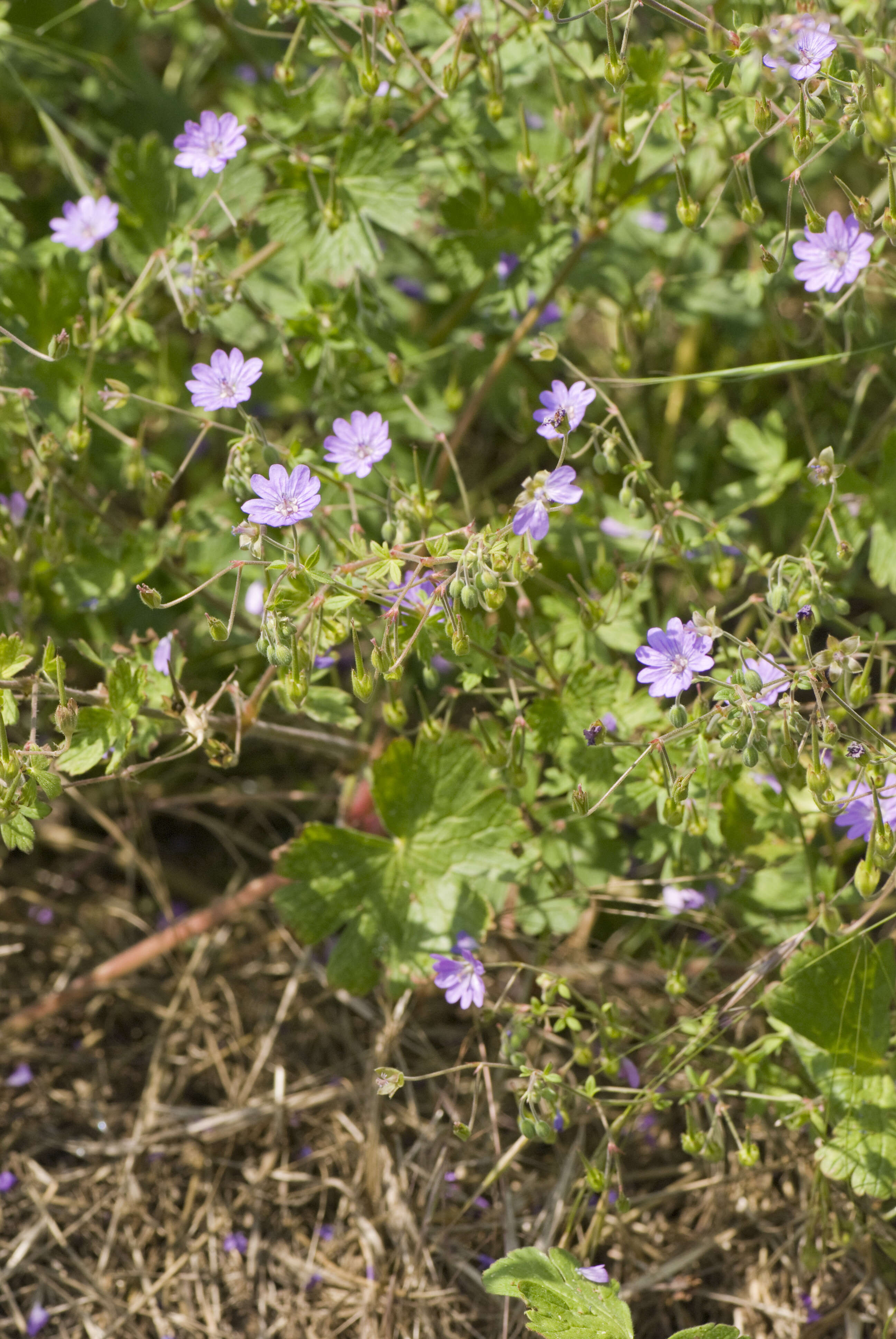 Image of hedgerow geranium