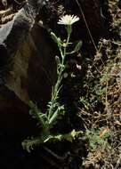 Image of Lactuca tuberosa Jacq.