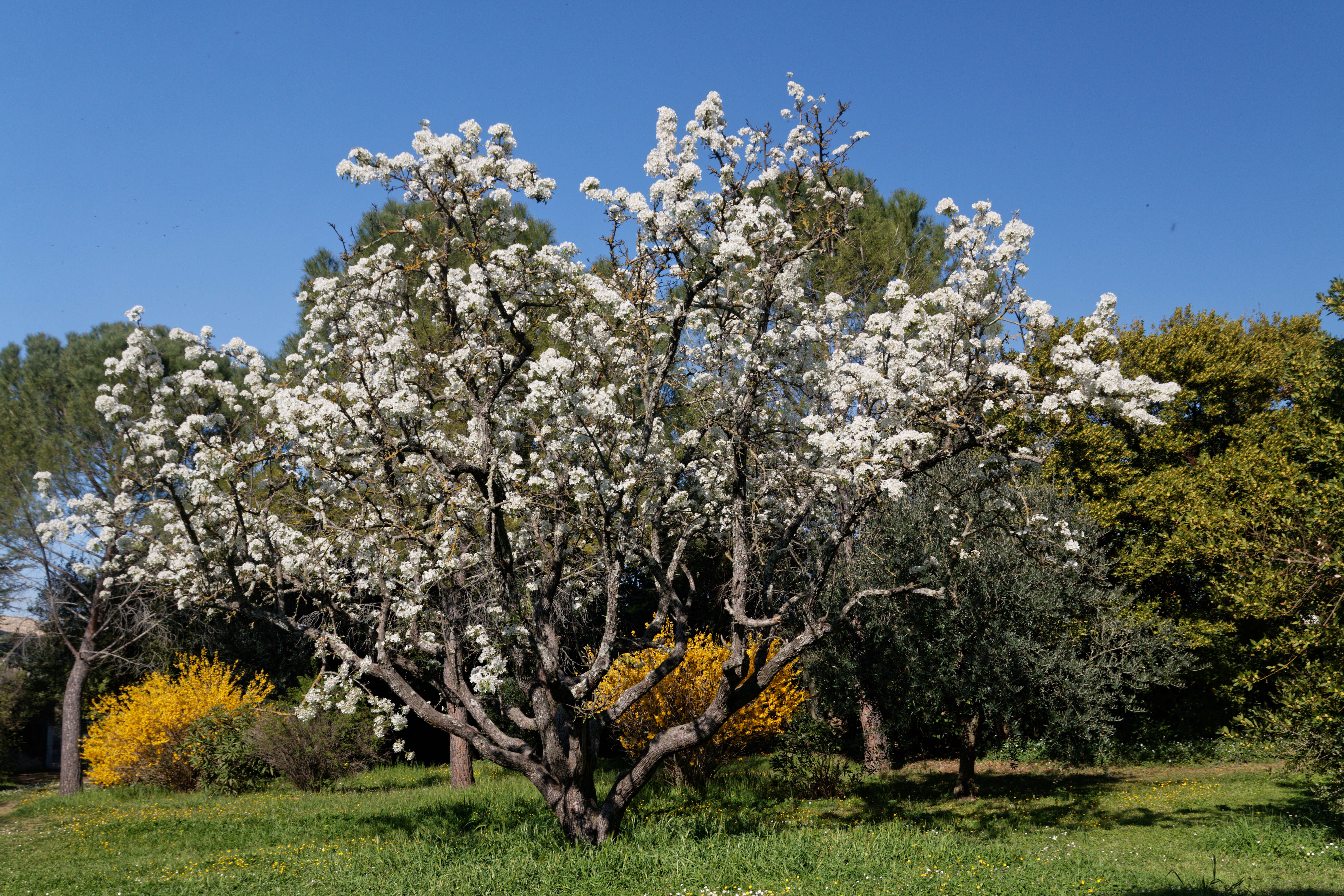 Plancia ëd Pyrus communis L.