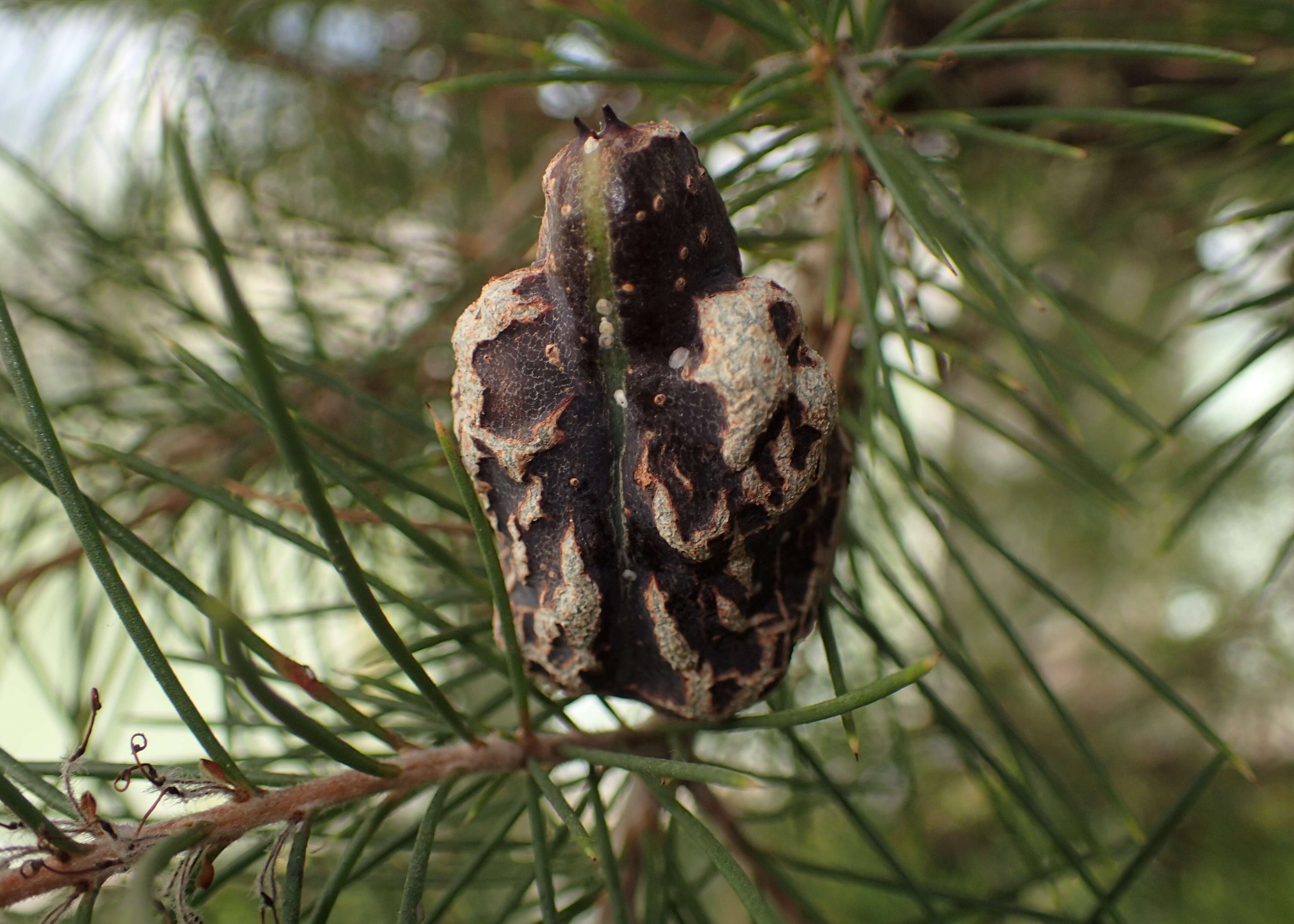 Image of Hakea leucoptera R. Br.