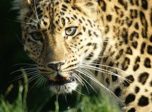 Image of Amur leopard