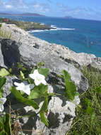 Image of ivy gourd