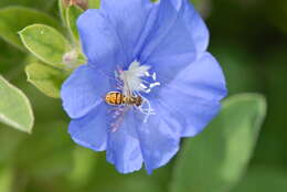 Image of Syrphid fly