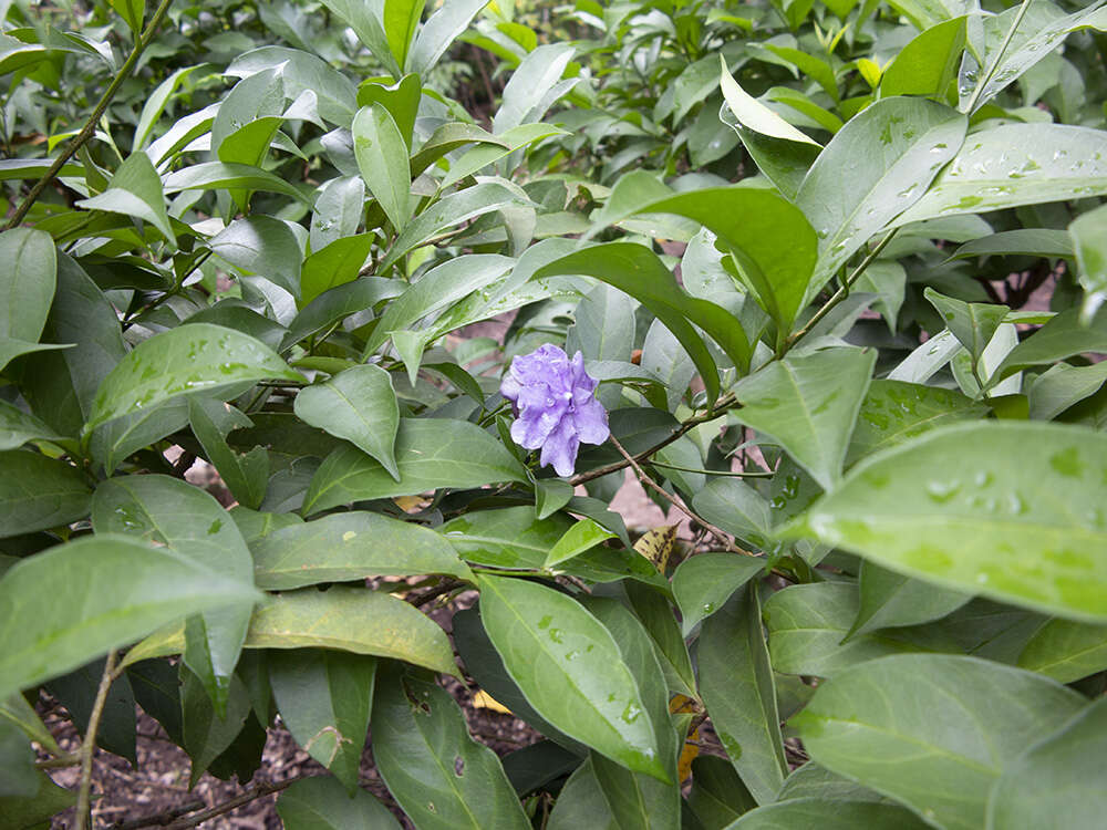 Image of largeflower brunfelsia