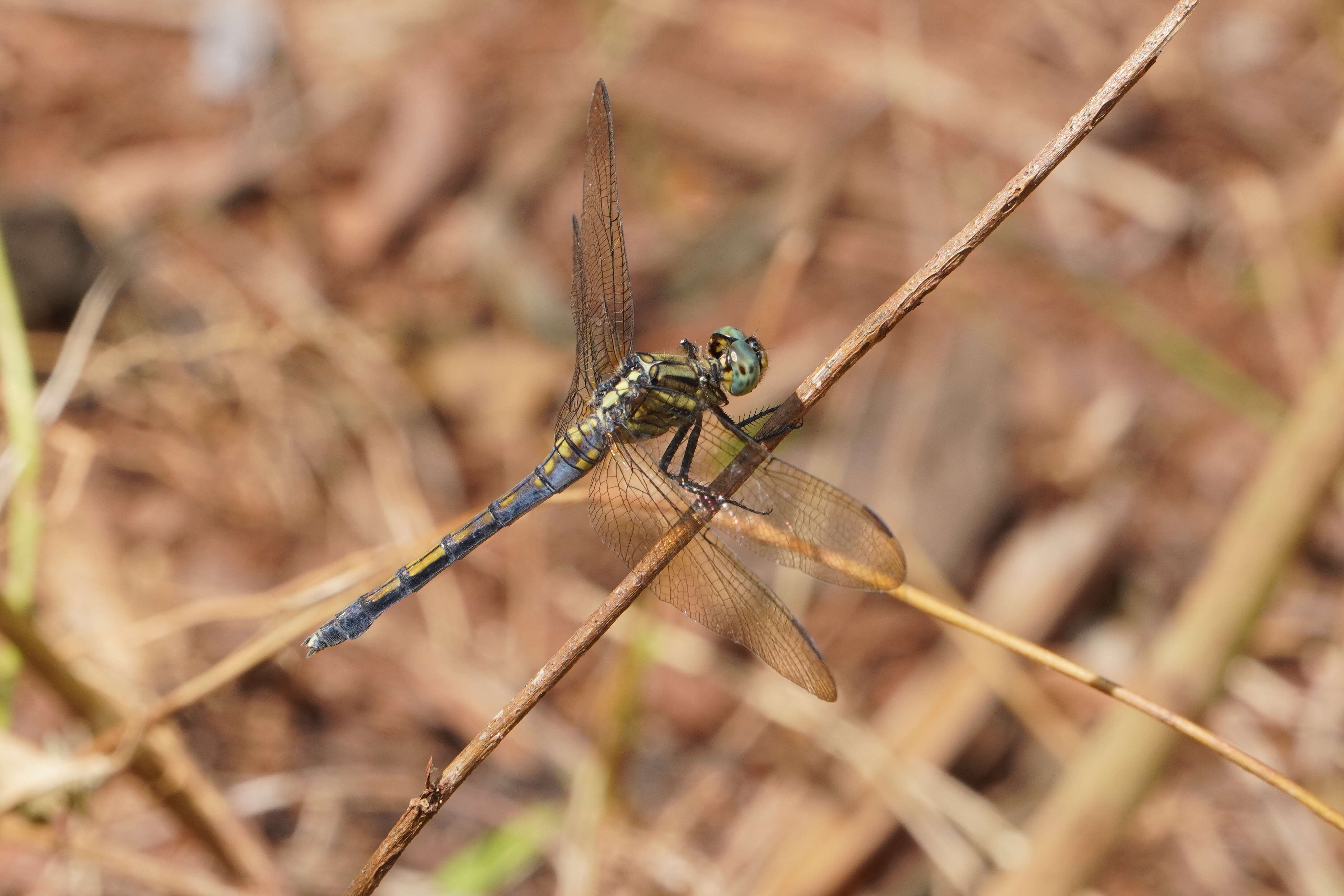 Image of Brachydiplax chalybea Brauer 1868