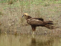 Imagem de Circus aeruginosus (Linnaeus 1758)