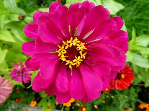 Image of ELEGANT ZINNIA