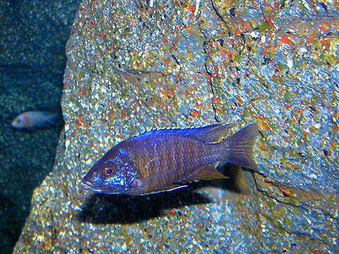 Image of Sciaenochromis fryeri Konings 1993