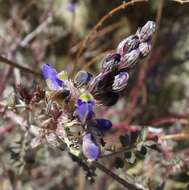 Plancia ëd Marina parryi (A. Gray) Barneby