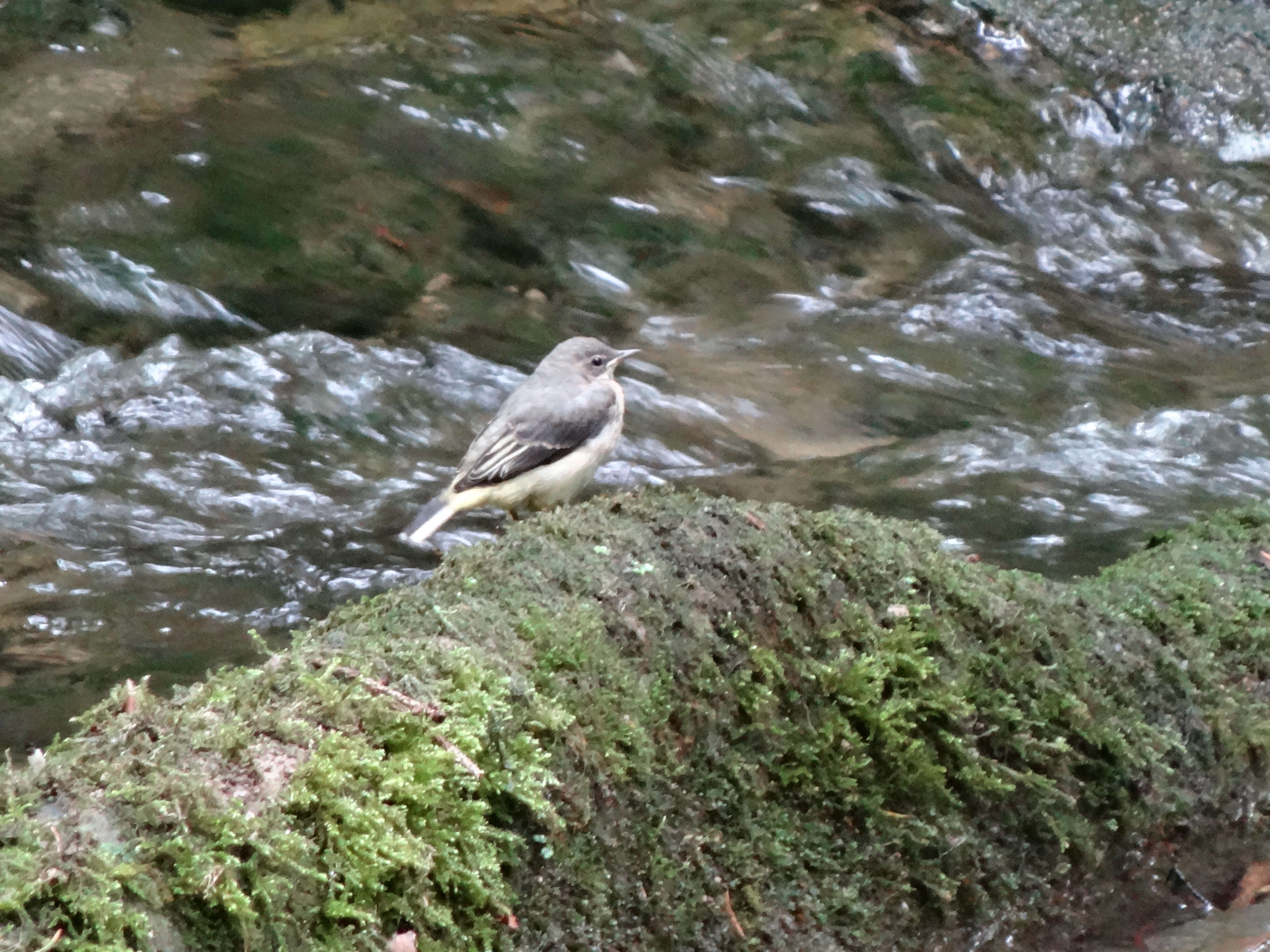 Image of Grey Wagtail