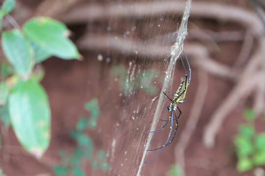 Image of Nephila pilipes (Fabricius 1793)