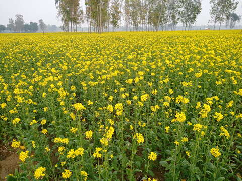 Image of Chinese mustard