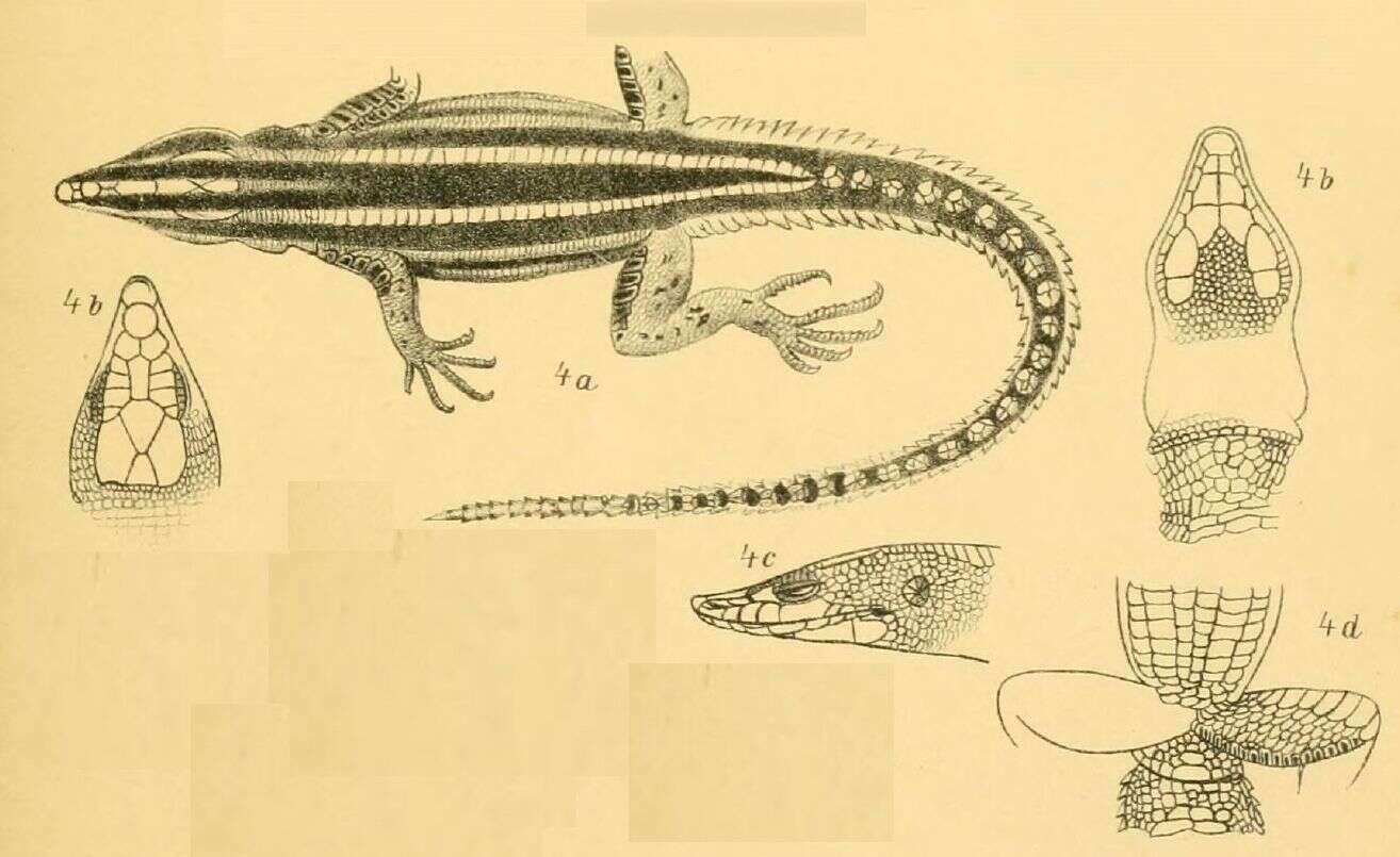 Image of Holaspis laevis Werner 1895