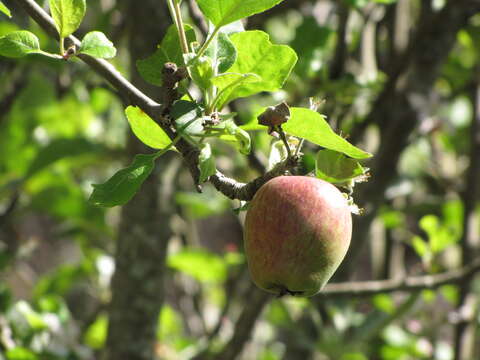 Image of paradise apple