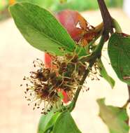 Imagem de Combretum erythrophyllum (Burch.) Sond.