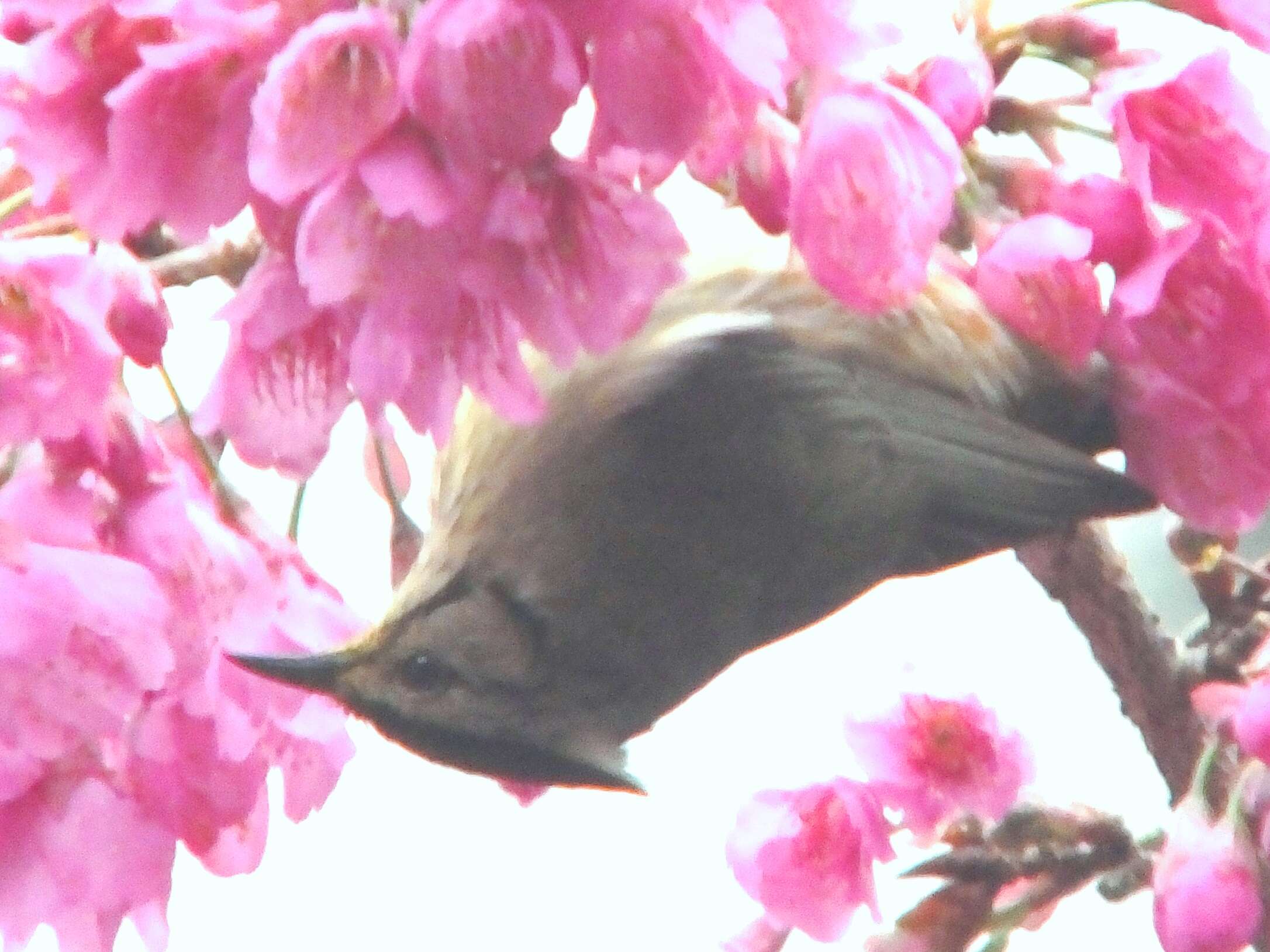 Image of Formosan Yuhina