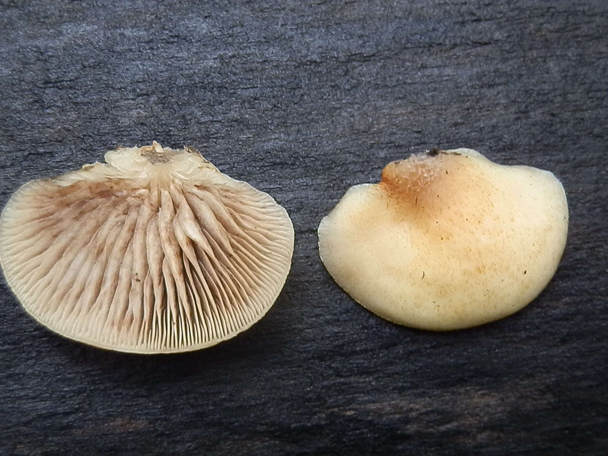 Image of Crepidotus mollis (Schaeff.) Staude 1857