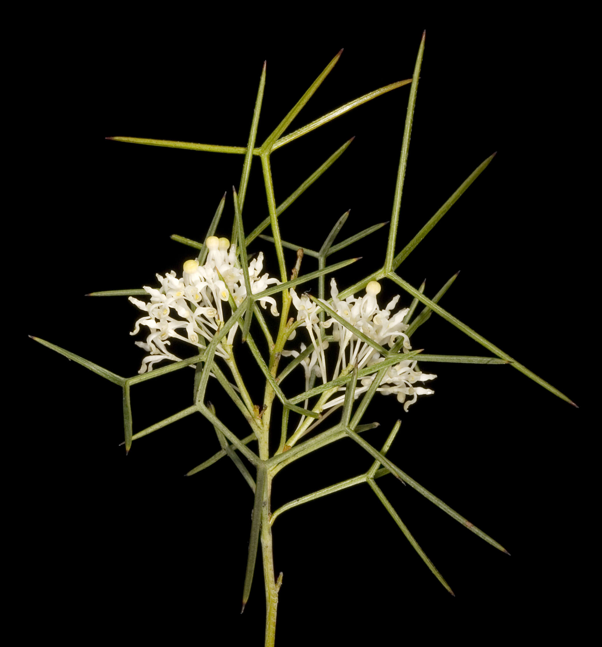 Image of Grevillea paniculata Meissn.