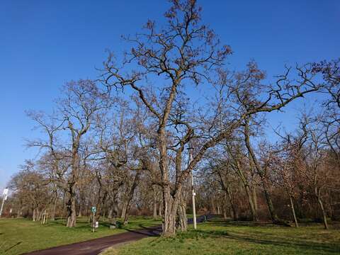 Image of black locust