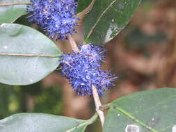 Image of Memecylon umbellatum Burm. fil.