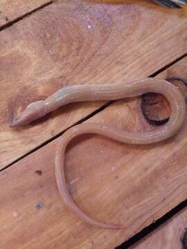 Image of Rufus Snake Eel