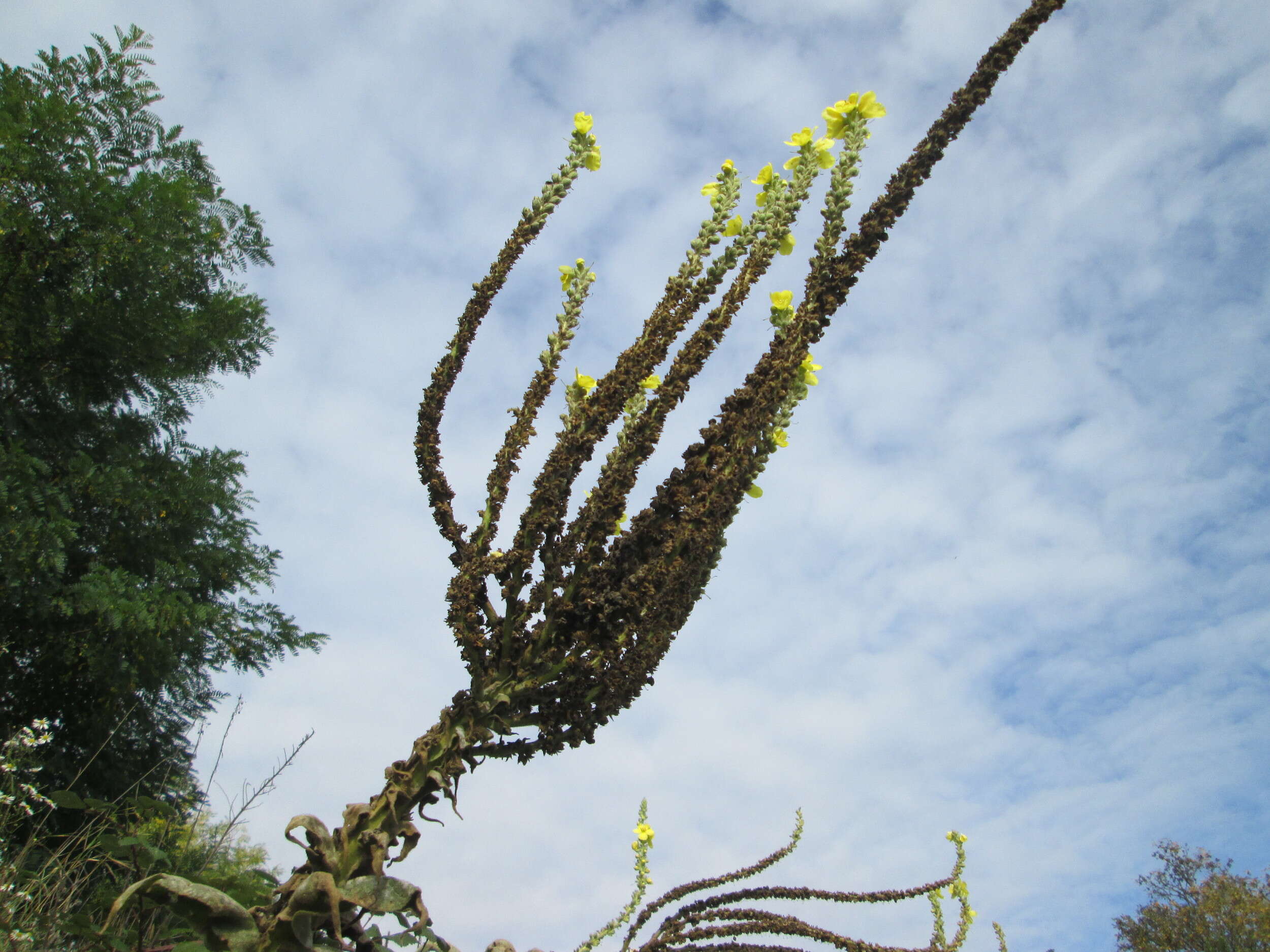 Image of Great Mullein