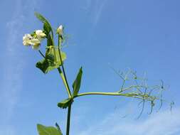 Image of Pisum sativum var. macrocarpum