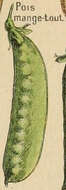 Image of Pisum sativum Macrocarpon