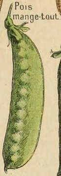 Image of Pisum sativum Macrocarpon