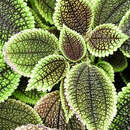 Image de Pilea mollis Wedd.