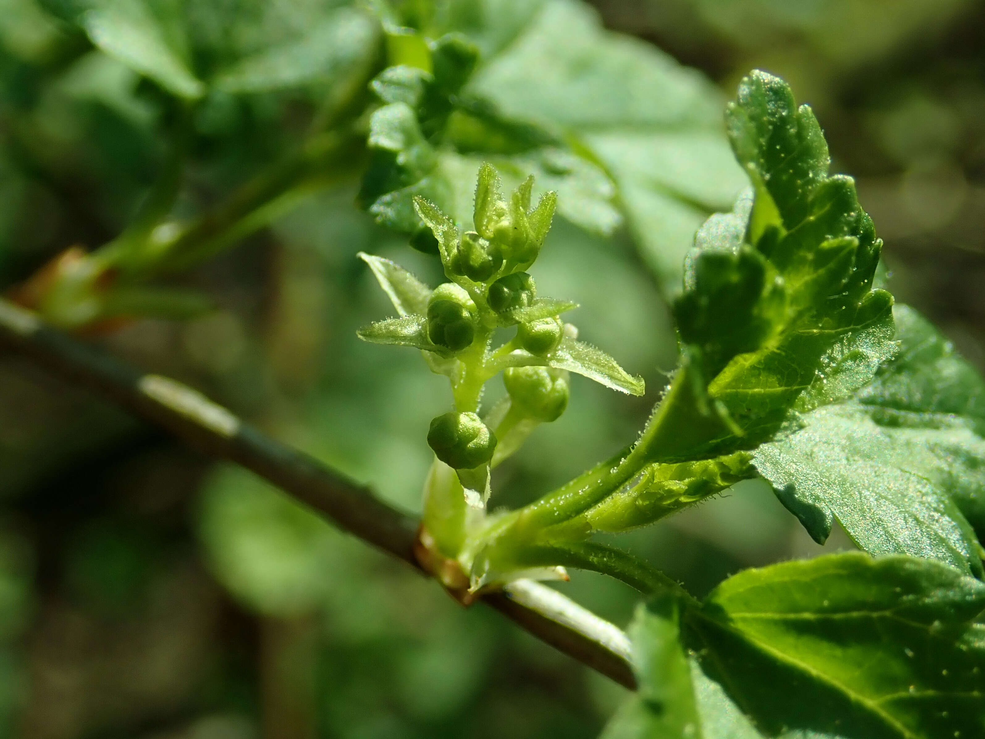 Image of Mountain Currant