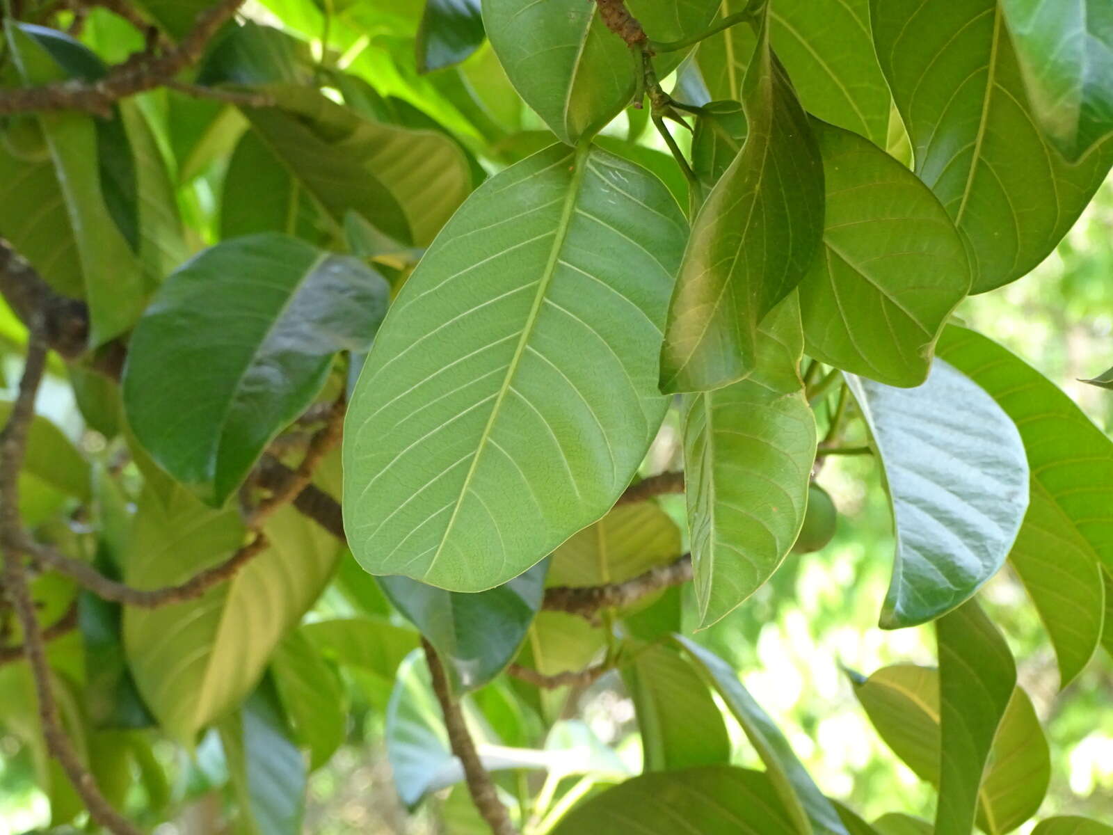 Image of Ficus callosa Willd.