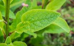 Imagem de Digitalis purpurea L.