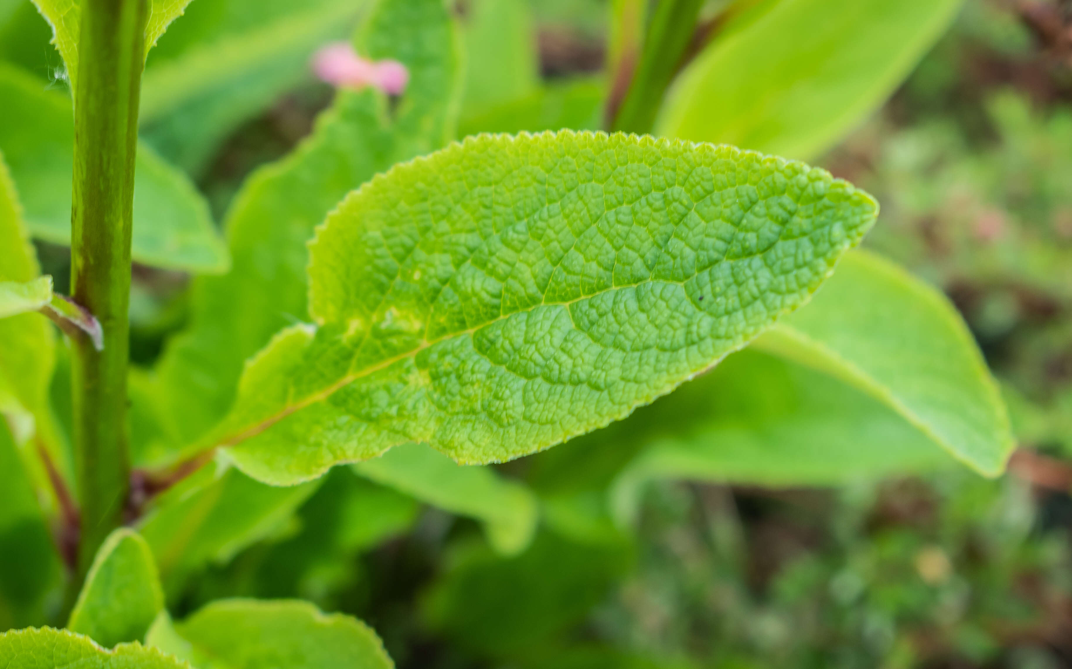 Image of Foxglove