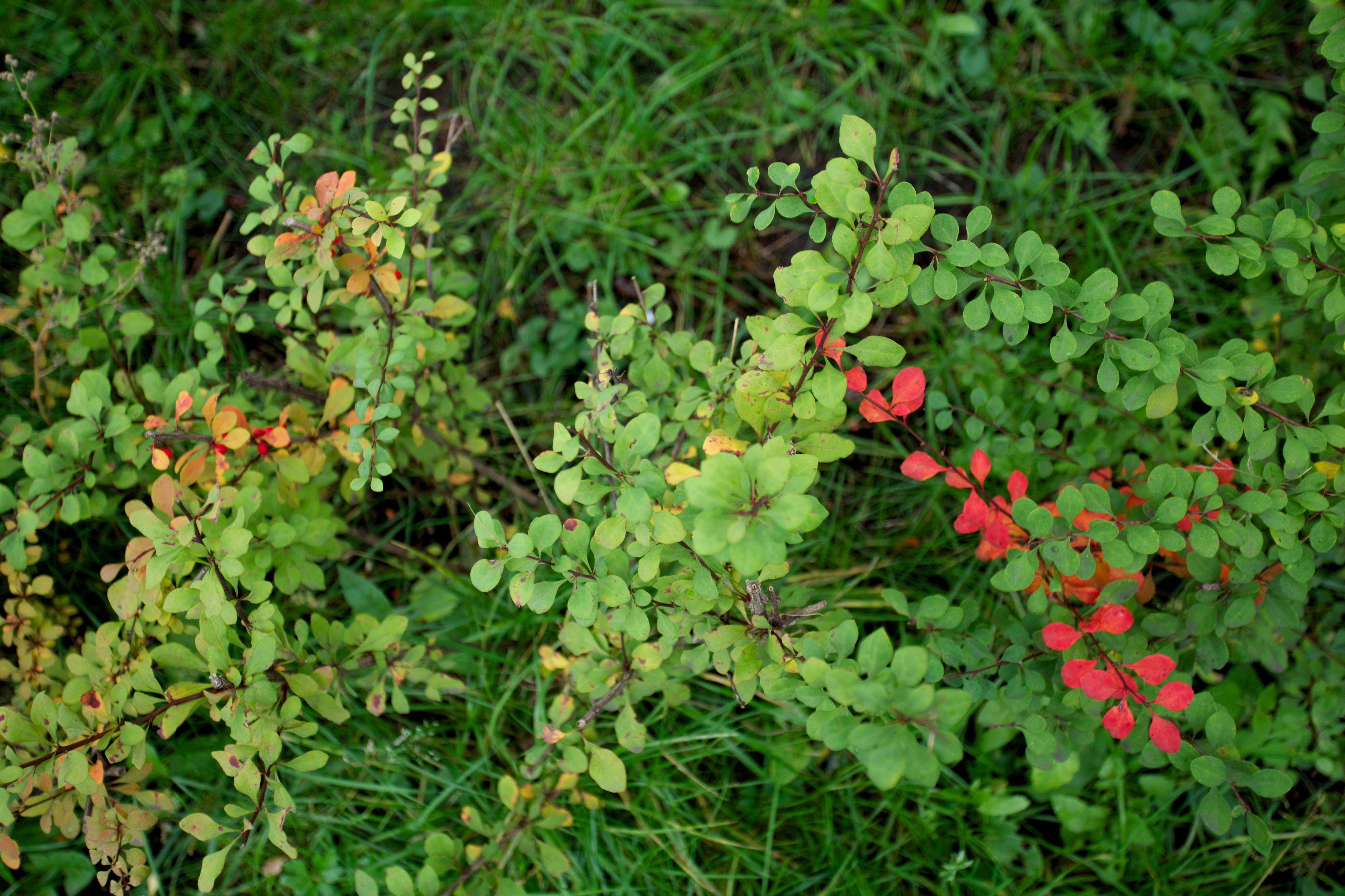 Image of Mahonia