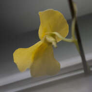 Image de Utricularia involvens Ridl.