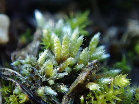 Image of silvergreen bryum moss