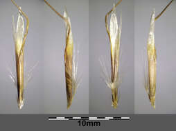 Image of oatgrass