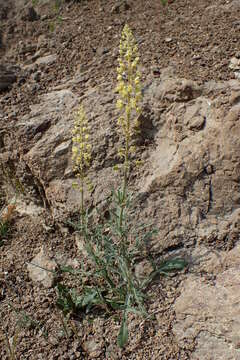 Image of Reseda minoica Martín-Bravo & Jim. Mejías