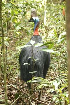 Image of Southern Cassowary