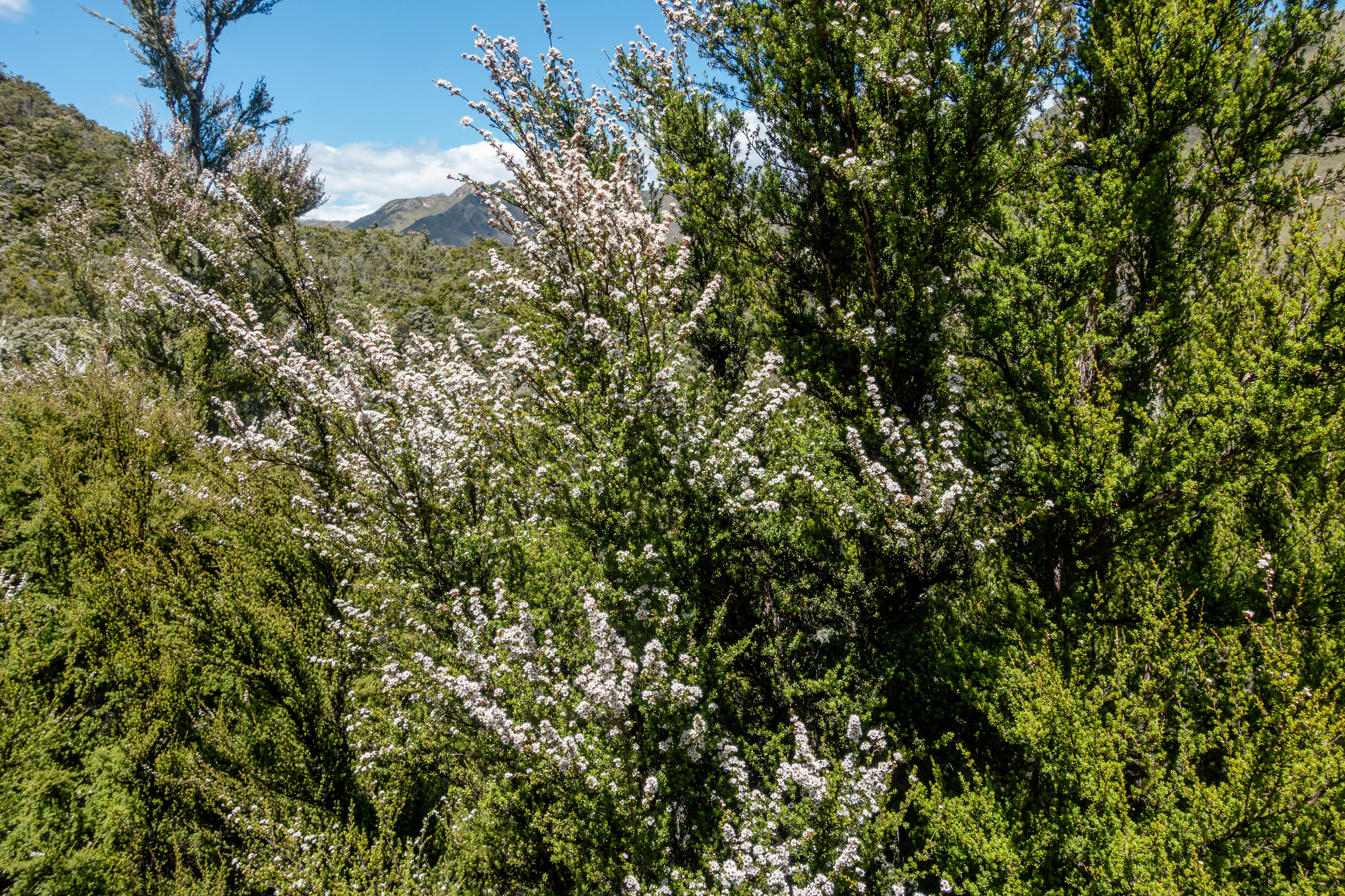 Sivun Kunzea ericoides (A. Rich.) J. Thompson kuva