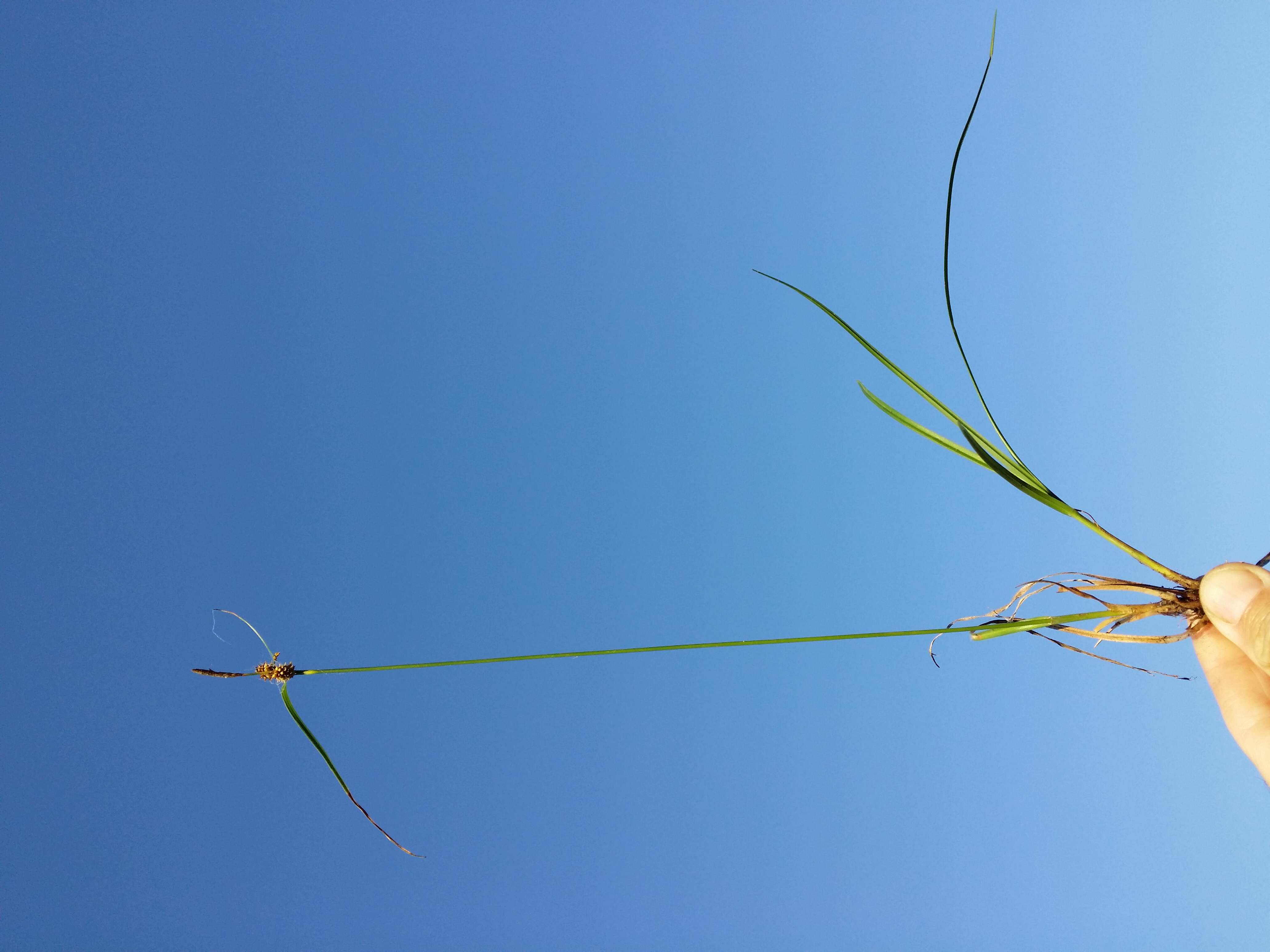 Image of Carex viridula