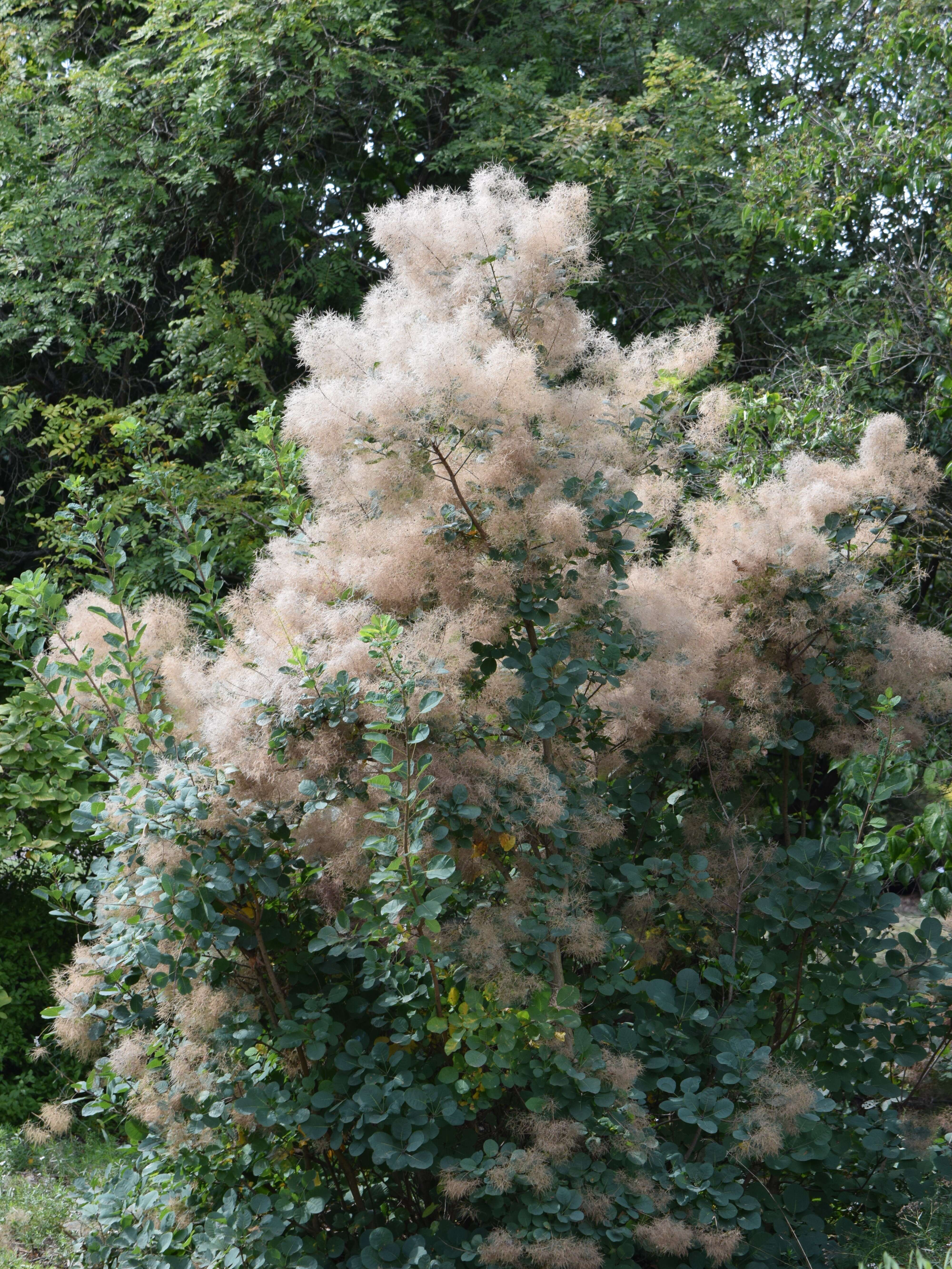 Image of European smoketree