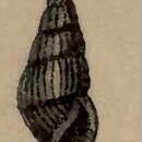 Image of Paramontana exilis (Pease 1860)