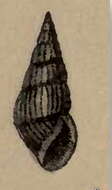 Image of Paramontana exilis (Pease 1860)