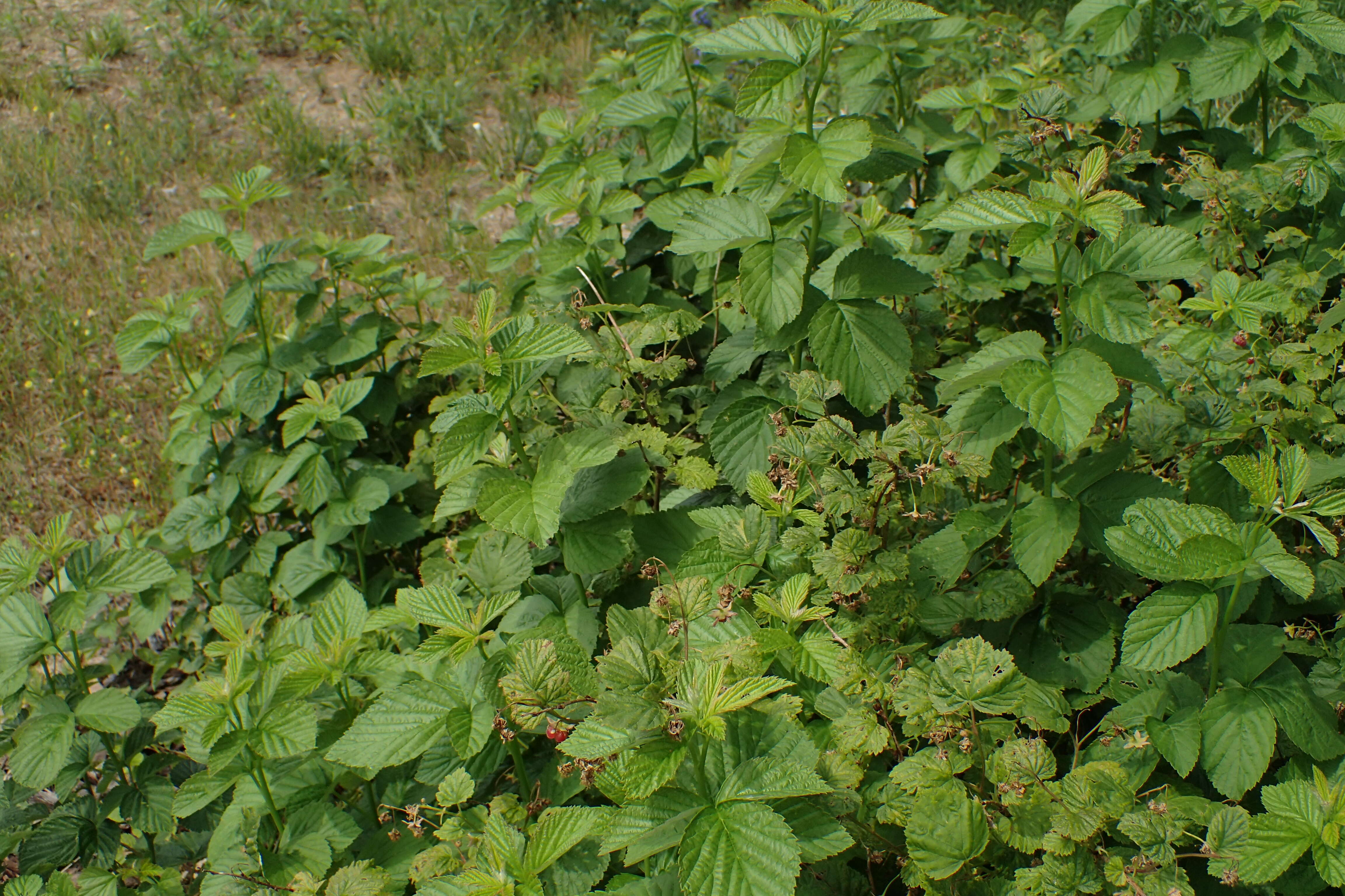 Image of Raspberry